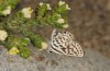 Tarucus theophrastus: Weibchen an Zygophyllum, einer wichtigen Nektarpflanze (Andalusien, Cabo de Gata, Ende September 2017) [N]
