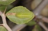 Tarucus theophrastus: Larva (S-Spain, Andalusia, Cabo de Gata, late September 2017) [M]
