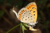 Lycaena thersamon: Weibchen (e.o. Ungarn, Hortobagy, Eifund Mai 2022) [S]