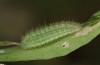 Lycaena thersamon: Larva in the second instar (e.o. Hungary, Hortobagy, egg in May 2022) [S]