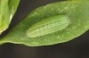 Lycaena thersamon: Raupe im zweiten Stadium (e.o. Ungarn, Hortobagy, Eifund Mai 2022) [S]