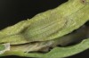 Lycaena thersamon: Larva in the third instar (e.o. Hungary, Hortobagy, egg in May 2022) [S]