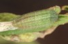 Lycaena thersamon: Larva in the fourth instar (e.o. Hungary, Hortobagy, egg in May 2022) [S]