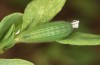 Lycaena thersamon: Raupe im vierten Stadium (e.o. Ungarn, Hortobagy, Eifund Mai 2022) [S]