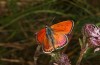 Lycaena thersamon: Mnnchen (e.o. Ungarn, Hortobagy, Eifund Mai 2022) [S]