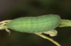 Lycaena thersamon: Larva in the last instar (e.o. Hungary, Hortobagy, egg in May 2022) [S]