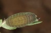 Lycaena thersamon: Praepupa (e.o. Ungarn, Hortobagy, Eifund Mai 2022) [S]