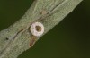 Lycaena thersamon: Eihlle an Polygonum aviculare (Ungarn, Hortobagy, Mai 2022, Gregor Markl leg.) [S]