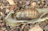 Lycaena thersamon: Puppe (e.o. Ungarn, Hortobagy, Eifund Mai 2022) [S]