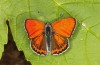 Lycaena thersamon: Mnnchen (e.o. Ungarn, Hortobagy, Eifund Mai 2022) [S]