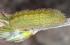 Polyommatus thersites: Raupe (Engadin, Anfang Juli 2010) [M]