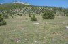 Polyommatus thersites: Habitat in Nordgriechenland (Mai 2008) [N]