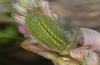 Polyommatus thersites: Raupe (Wallis, Juni 2010)) [M]