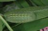 Polyommatus thersites: Larva (e.o. N-Greece 2008) [S]