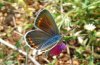 Polyommatus thersites: Female (N-Greece, Siatista, May 2008) [N]