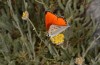 Lycaena thetis: Männchen (S-Peloponnes, Taygetos, 2100m, Anfang August 2019) [N]