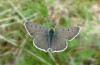 Lycaena tityrus: Männchen (Adelegg, 21. Mai 2020) [N]