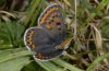 Lycaena tityrus: Female [S]