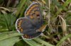 Lycaena tityrus: Weibchen [S]