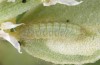 Chilades trochylus: L2 larva (e.o. rearing, Greece, Arachova near Delfi, eggs found in late July 2025) [S]