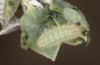 Chilades trochylus: L3 larva (e.o. rearing, Greece, Arachova near Delfi, eggs found in late July 2025) [S]