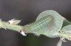 Chilades trochylus: L3 larva (Greece, Arachova near Delfi, late July 2025) [M]