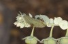 Chilades trochylus: L4 larva (Greece, Arachova near Delfi, late July 2025) [N]