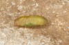 Chilades trochylus: Pupa (e.l. rearing, Greece, Arachova near Delfi, larvae in late July 2025) [S]