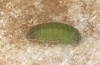 Chilades trochylus: Prepupa (e.l. rearing, Greece, Arachova near Delfi, larvae in late July 2025) [S]