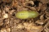 Chilades trochylus: Pupa (e.l. rearing, Greece, Arachova near Delfi, larvae in late July 2025) [S]