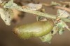 Chilades trochylus: Pupa (e.l. rearing, Greece, Arachova near Delfi, larvae in late July 2025) [S]