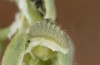 Chilades trochylus: L2 larva (e.o. rearing, Greece, Arachova near Delfi, eggs found in late July 2025) [S]