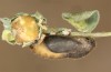Chilades trochylus: Pupa prior to hatching (e.l. rearing, Greece, Arachova near Delfi, larvae in late July 2025) [S]
