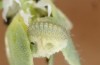 Chilades trochylus: L2 larva (e.o. rearing, Greece, Arachova near Delfi, eggs found in late July 2025) [S]