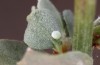 Chilades trochylus: Egg (Greece, Arachova near Delfi, late July 2025) [M]