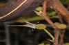 Azanus ubaldus: Oviposition on Vachellia farnesiana (Spain, Canary Islands, Gran Canaria, Barranco Arguineguin, mid-December 2016) [N]