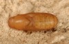 Azanus ubaldus: Pupa (e.l. rearing, Spain, Canary Islands, Gran Canaria, Barranco Arguineguin, larva in mid-December 2016) [S]