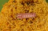 Azanus ubaldus: Half-grown larva (e.o. rearing, Spain, Canary Islands, Gran Canaria, Barranco Arguineguin, mid-December 2016) [S]