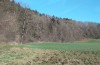 Satyrium w-album: Habitat an einem Waldrand mit einzelnen Bergulmen, an dem auch S. pruni, F. quercus und T. betulae vorkommen (Memmingen, Januar 2023) [N]