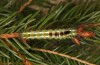 Calliteara abietis: Larva in penultimate instar (e.l. Germany, eastern Baden-W&uuml;rttemberg, larva found in late September 2024) [S]