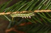 Calliteara abietis: Half-grown larva before hibernation (Germany, eastern Baden-W&uuml;rttemberg, late September 2024) [M]