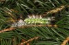 Calliteara abietis: Moulting from penultimate into last instar (e.l. Germany, eastern Baden-W&uuml;rttemberg, larva found in late September 2024) [S]
