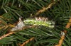 Calliteara abietis: Moulting from penultimate into last instar (e.l. Germany, eastern Baden-W&uuml;rttemberg, larva found in late September 2024) [S]