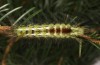 Calliteara abietis: Larva in the final instar (e.l. Germany, eastern Baden-W&uuml;rttemberg, larva found in late September 2024) [S]