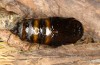 Calliteara abietis: Female pupa (e.l. Germany, eastern Baden-W&uuml;rttemberg, larva found in late September 2024) [S]
