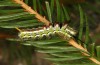 Calliteara abietis: Half-grown larva before hibernation (Germany, eastern Baden-W&uuml;rttemberg, late September 2024) [M]