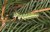 Calliteara abietis: Larva in the final instar (e.l. Germany, eastern Baden-W&uuml;rttemberg, larva found in late September 2024) [S]
