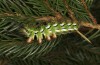 Calliteara abietis: Larva in the final instar (e.l. Germany, eastern Baden-W&uuml;rttemberg, larva found in late September 2024) [S]