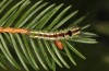 Calliteara abietis: Half-grown larva before hibernation (Germany, eastern Baden-W&uuml;rttemberg, late September 2024) [M]