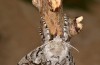 Calliteara abietis: Female (e.l. Germany, eastern Baden-W&uuml;rttemberg, larva found in late September 2024) [S]